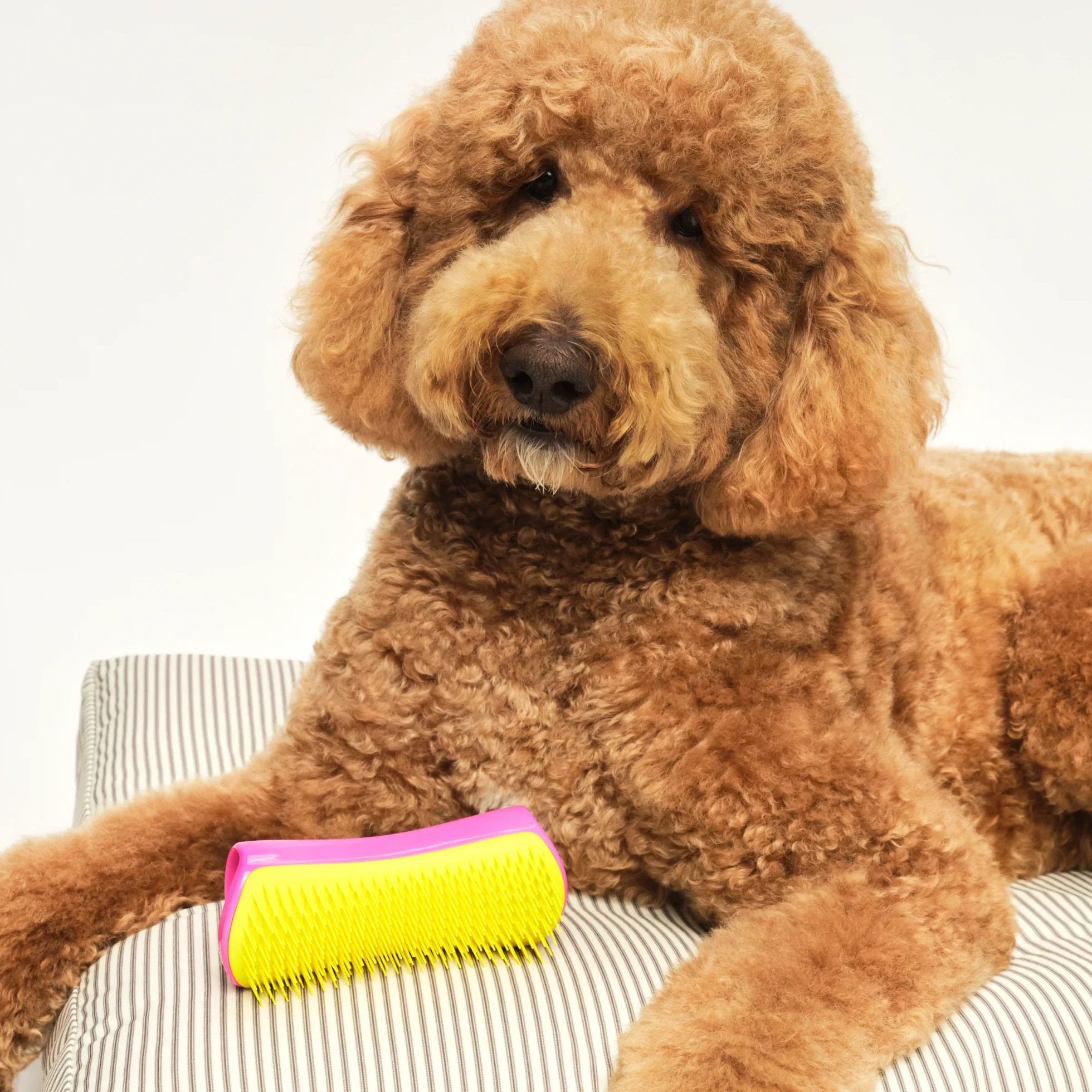Detangling Dog Grooming Brush A3