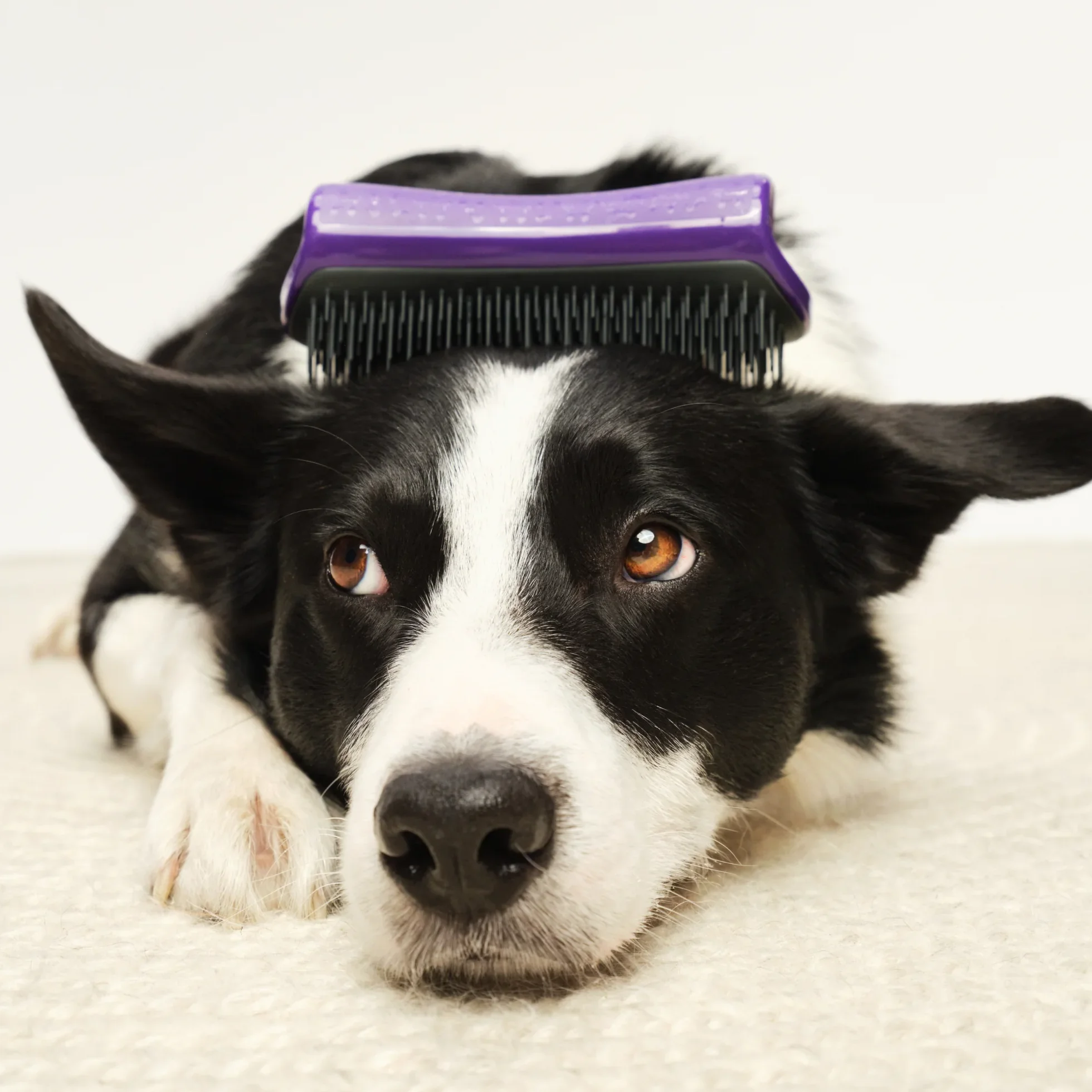 De-shedding Dog Grooming Brush D1