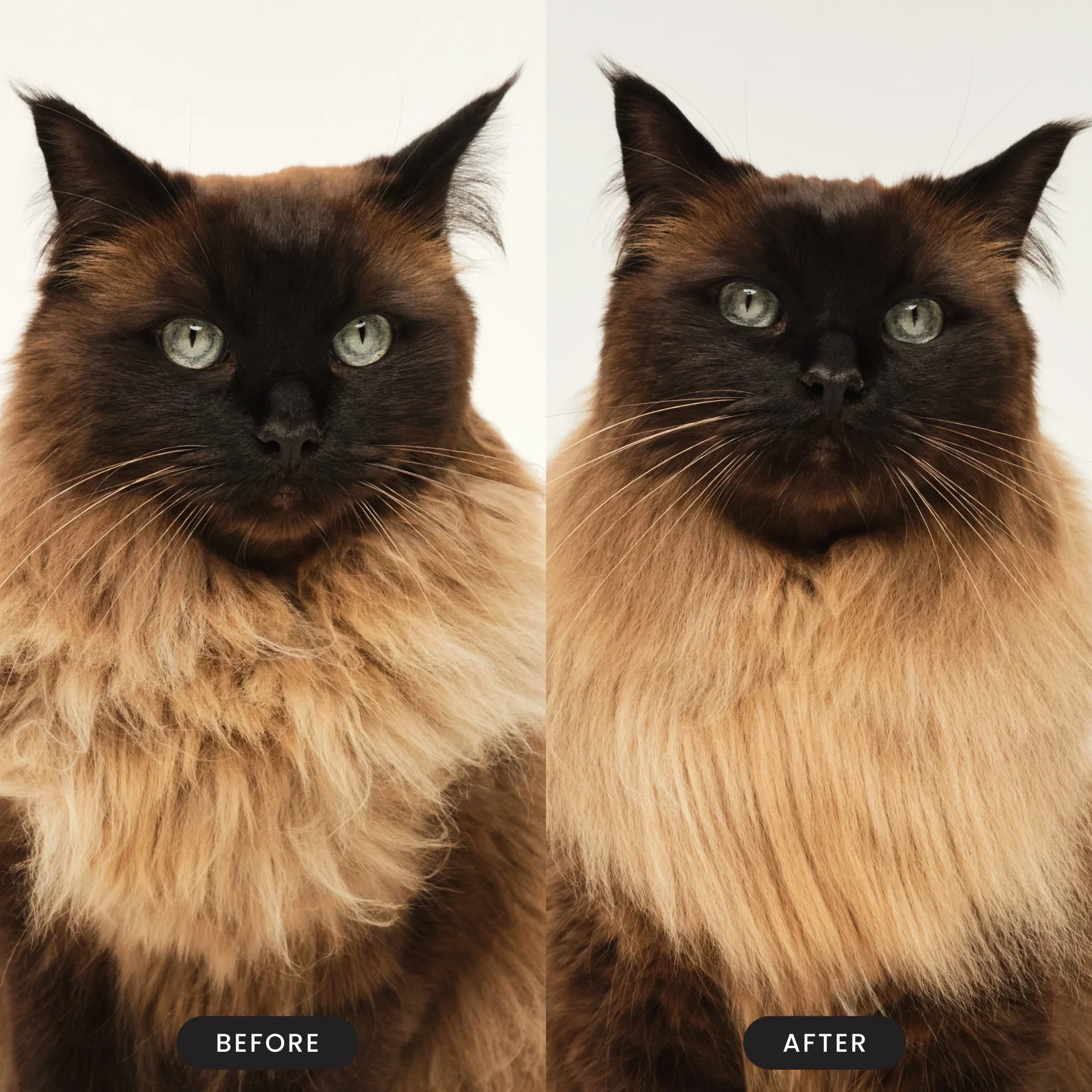 Cat Grooming Brush D5
