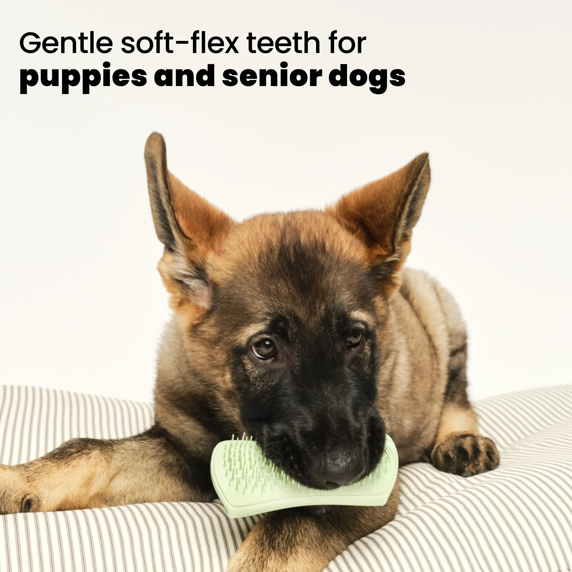 Puppy Brush A6